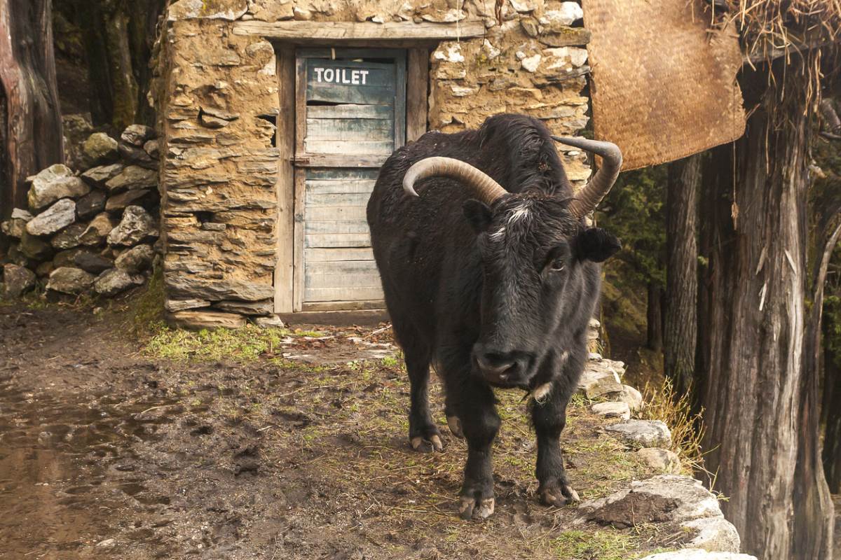 toilet in india with buffalo