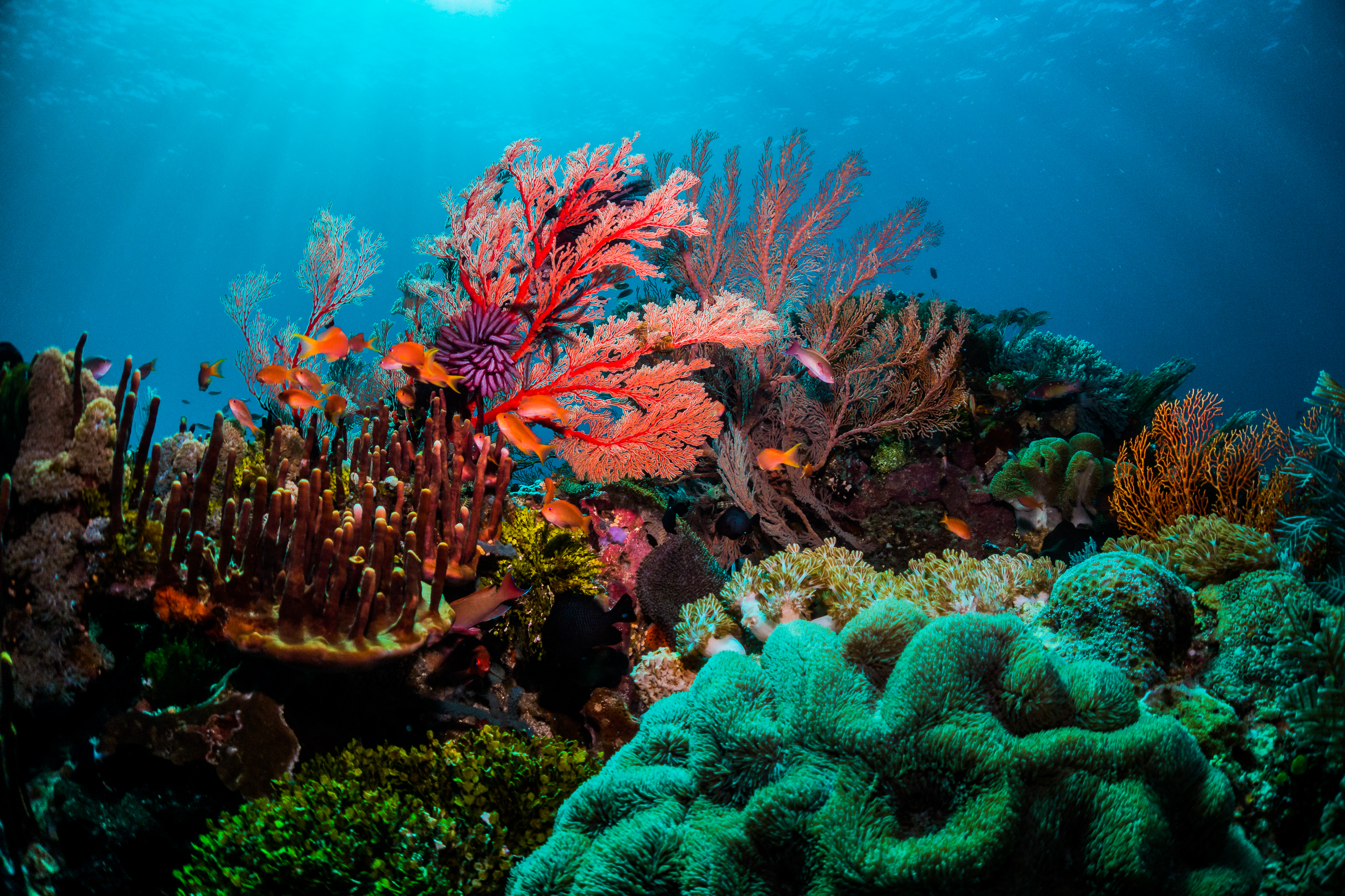 Great Barrier Reef